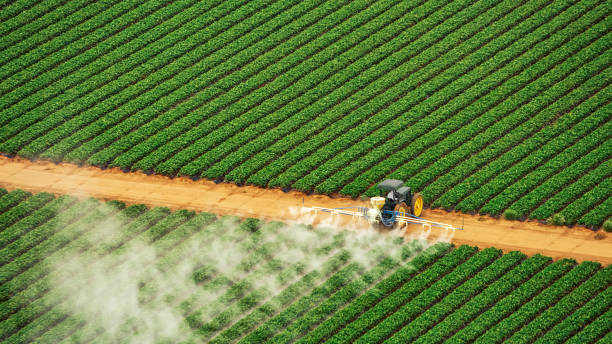 Best Termite Control Services  in Melody Hill, IN