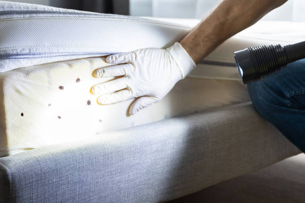 Professional Pest Control in Melody Hill, IN
