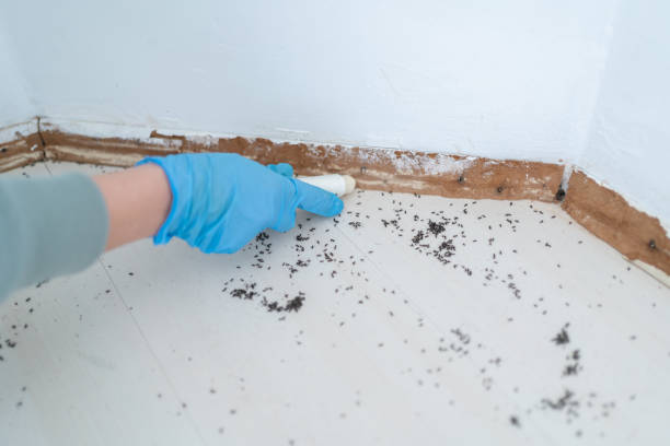 Best Flea Control Services  in Melody Hill, IN